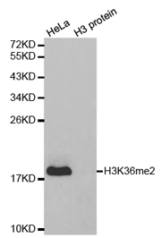 Western blot analysis of extracts of HeLa cell line and H3 protein expressed in E.coli., using H3K36me2 Polyclonal Antibody.