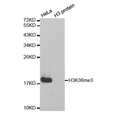 Western blot analysis of extracts of HeLa cell line and H3 protein expressed in E.coli., using Histone H3K36me3 Polyclonal Antibody.
