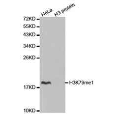 Western blot analysis of extracts of HeLa cell line and H3 protein expressed in E.coli., using H3K79me1 Polyclonal Antibody.