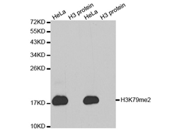 Western blot analysis of extracts of HeLa cell line and H3 protein expressed in E.coli., using H3K79me2 Polyclonal Antibody.