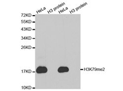 Western blot analysis of extracts of HeLa cell line and H3 protein expressed in E.coli., using H3K79me2 Polyclonal Antibody.