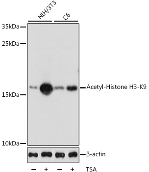 WB analysis of Histone H3K9ac (Acetyl H3K9) Polyclonal Antibody.