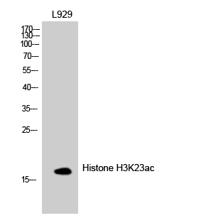 Western Blot analysis of L929 cells using Histone H3K23ac (Acetyl H3K23) Polyclonal Antibody.