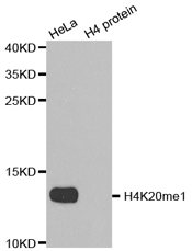 Western blot analysis of extracts of HeLa cell line and H4 protein expressed in E.coli., using H4K20me1 Polyclonal Antibody.