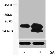 Western blot analysis of extracts from Hela cells, untreated (-) or treated, 1:5000 Histone H4K5ac (Acetyl H4K5) Polyclonal Antibody.