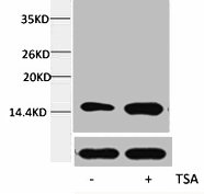 Western blot analysis of extracts from Hela cells, untreated (-) or treated, 1:5000 using the Histone H4K12ac (Acetyl H4K12) Polyclonal Antibody.