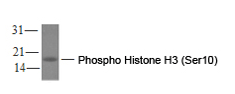 WB analysis of Phospho-Histone H3 (Ser10) Monoclonal Antibody with HeLa cell lysates using the Phospho Histone H3 (Ser10) Monoclonal Antibody.