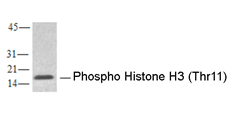 WB analysis of Phospho-Histone H3 (Thr11) Polyclonal Antibody with colcemid-treated HeLa cell lysates using the Phospho Histone H3 (Thr11) Polyclonal Antibody.