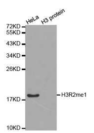 Western blot analysis of extracts of HeLa cell line and H3 protein expressed in E.coli., using Histone H3R2 Monomethyl Polyclonal Antibody.