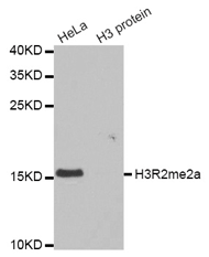 Western blot analysis of extracts of HeLa cell line and H3 protein expressed in E.coli., using Histone H3R2 Asymmetric Dimethyl Polyclonal Antibody.