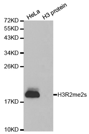 Western blot analysis of extracts of HeLa cell line and H3 protein expressed in E.coli., using Histone H3R2 Symmetric Dimethyl Polyclonal Antibody.