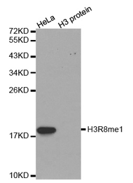 Western blot analysis of extracts of HeLa cell line and H3 protein expressed in E.coli., using Histone H3R8 Monomethyl Polyclonal Antibody.