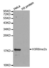 Western blot analysis of extracts of HeLa cell line and H3 protein expressed in E.coli., using H3R8me2s Polyclonal Antibody.