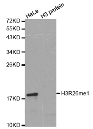 Western blot analysis of extracts of HeLa cell line and H3 protein expressed in E.coli., using Histone H3R26 Monomethyl Polyclonal Antibody.