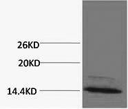 Western blot analysis of extracts from Hela cells at a 1:2000 dilution using the Histone H4R3me1 (H4R3 Monomethyl) Polyclonal Antibody.