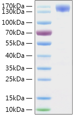 Recombinant SARS-CoV-2 Spike S1 Protein with hFc and His-Tag