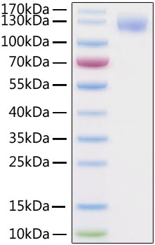 Recombinant SARS-CoV-2 Spike S1 Protein with His and Avi Tag