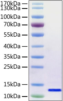 Recombinant SARS-CoV-2 Envelope Protein with His and Avi Tag