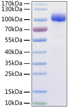 Recombinant ACE2 Protein with His and Avi Tag (100 µg)