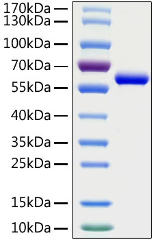 Recombinant SARS-CoV-2 Spike RBD Protein with mFc Tag