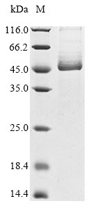 Recombinant Transmembrane Protease Serine 2 Protein, Partial