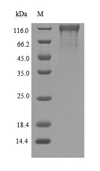 Recombinant SARS-CoV-2 Spike Glycoprotein(S) (D614G), Partial