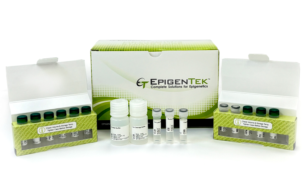 EpiNext Chromatin Accessibility Sequencing Fast Kit