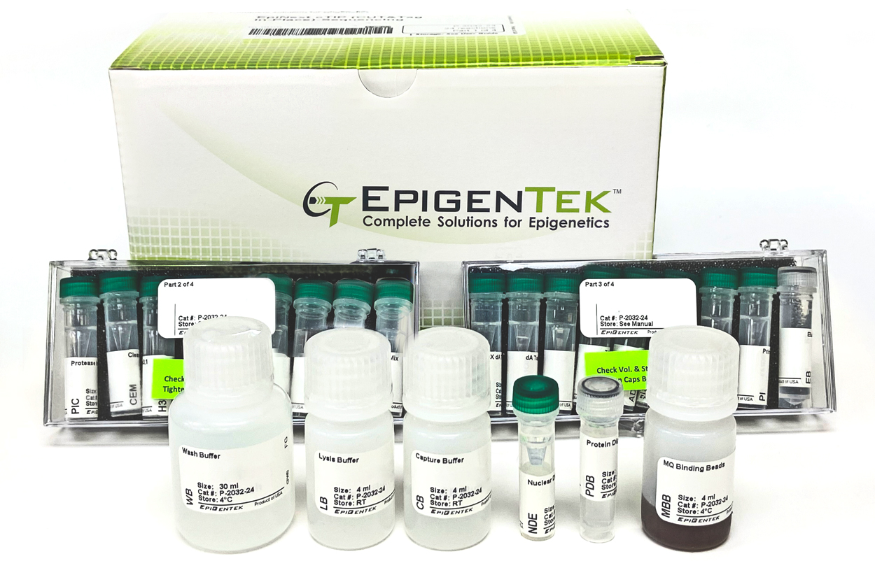 EpiNext cTIP (CUT&Tag In-Place)-Sequencing Kit (24 reactions)