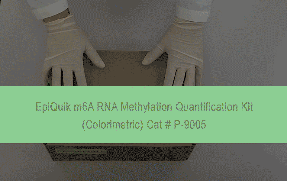 EpiQuik m6A RNA Methylation Quantification Kit (Colorimetric) EpigenTek