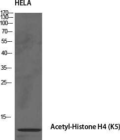 Western Blot analysis of HELA cells using Histone H4K5ac (Acetyl H4K5) Polyclonal Antibody