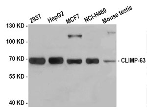 Western blot analysis of extracts of various cells using CLIMP-63 Polyclonal Antibody