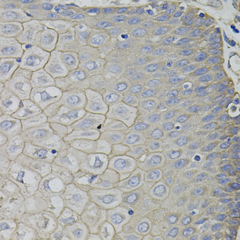 Immunohistochemistry of paraffin-embedded human esophagus using CLIMP-63 Polyclonal Antibody.