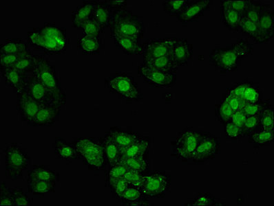 Immunofluorescent analysis of HepG2 cells using MBD1 Polyclonal Antibody at dilution of 1:100 and Alexa Fluor 488-congugated AffiniPure Goat Anti-Rabbit IgG(H+L)