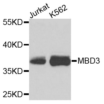 Western blot analysis using MBD3 Polyclonal Antibody