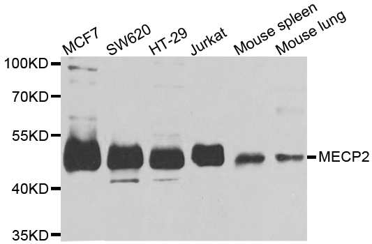 Western blot analysis of extracts of various cell lines, using MeCP2 Polyclonal Antibody.