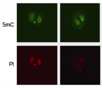 Immunofluorescence staining with 5-methylcytosine antibody (anti-5mc) clone 33D3.