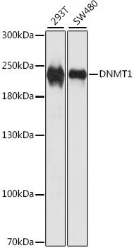 Western blot - DNMT1 Polyclonal Antibody