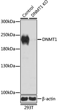 Western blot - DNMT1 Polyclonal Antibody