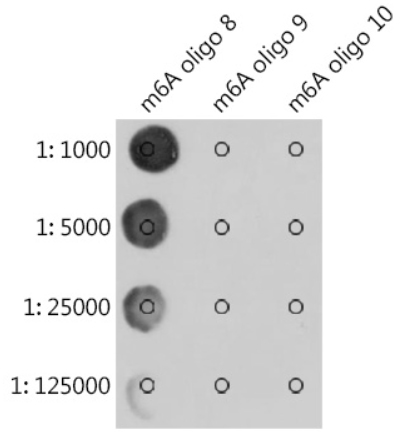 N6-methyladenosine (m6A) Monoclonal Antibody [2H6] (20 µl)