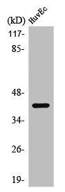 Western Blot analysis of A549 cells using PRDM12 Polyclonal Antibody