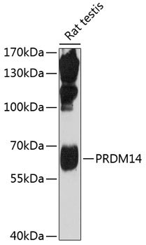 Western blot - PRDM14 Polyclonal Antibody