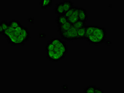 Immunofluorescent analysis of PC-3 cells using PRDM16 Polyclonal Antibody at dilution of 1:100 and Alexa Fluor 488-congugated AffiniPure Goat Anti-Rabbit IgG(H+L)