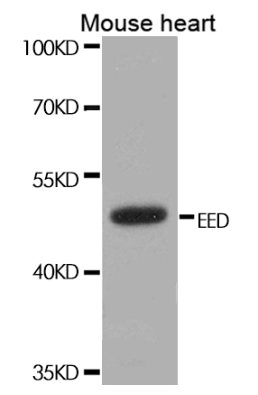 Western blot analysis of extracts of mouse heart, using EED Polyclonal Antibody.