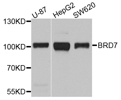 Western blot - BRD7 Polyclonal Antibody.