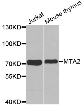 Western blot analysis of extracts of various cell lines, using MTA2 Polyclonal Antibody.
