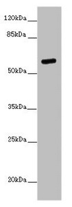 Western blot<br>All lanes: PRMT3 Polyclonal Antibody at 7 ug/ml + Mouse brain tissue<br>Secondary<br>Goat polyclonal to rabbit IgG at 1/10000 dilution<br>Predicted band size: 60, 53 kDa<br>Observed band size: 60 kDa<br><br>