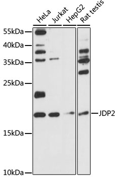 Western blot analysis of PRMT5 Polyclonal Antibody.