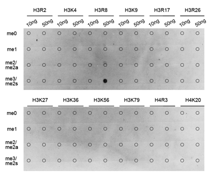 Dot Blot of Histone H3R8 Dimethyl Symmetric (H3R8me2s) Polyclonal Antibody