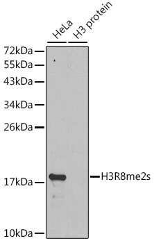 Western blot of Histone H3R8 Dimethyl Symmetric (H3R8me2s) Polyclonal Antibody