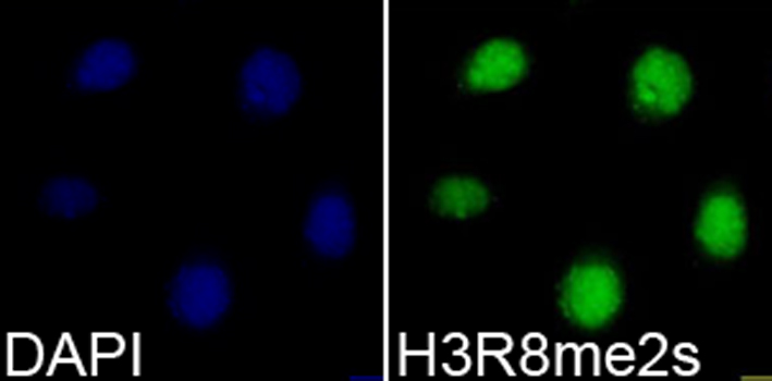 Immunofluorescence of Histone H3R8 Dimethyl Symmetric (H3R8me2s) Polyclonal Antibody